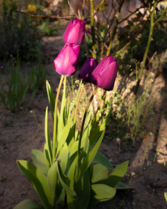 Tulpen