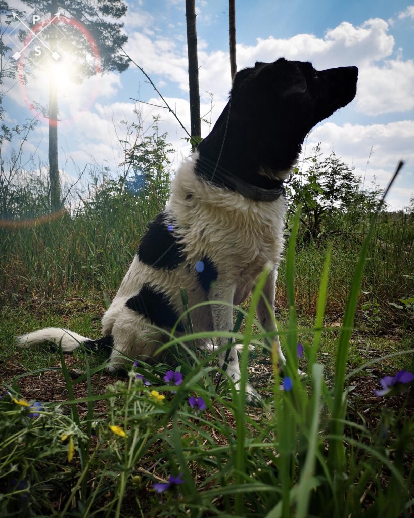 Pepsi beim Spaziergang in der Kurmeile