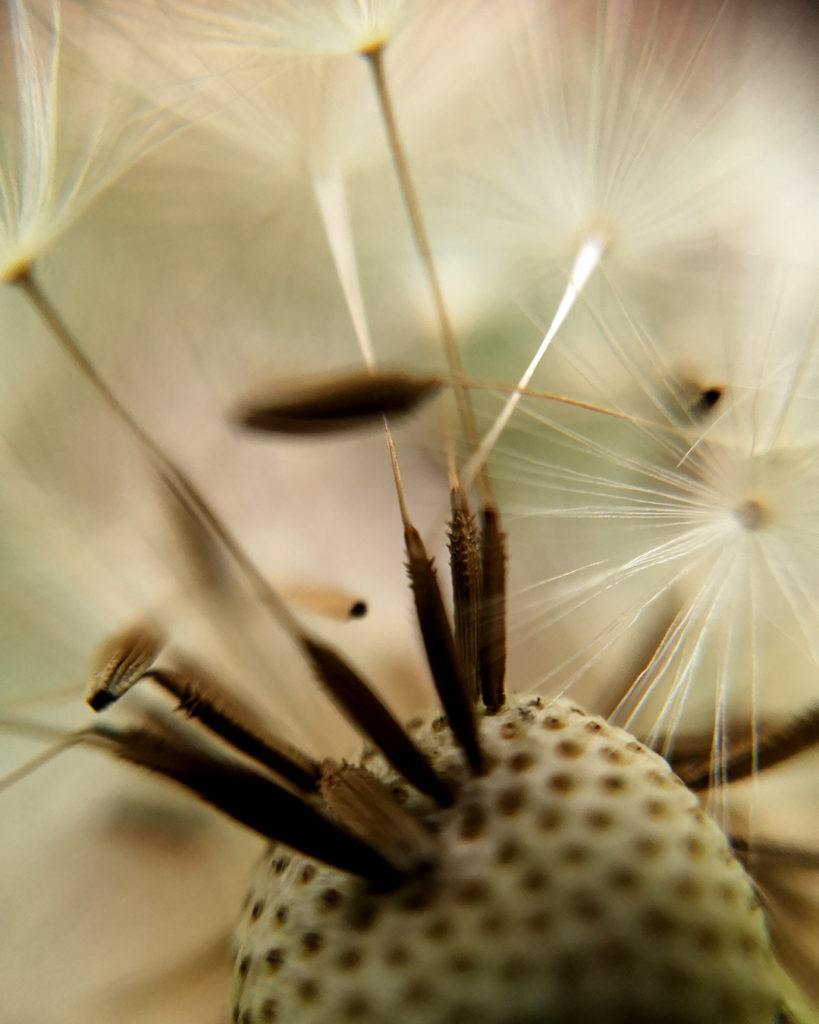 Makrofotografie Pusteblume