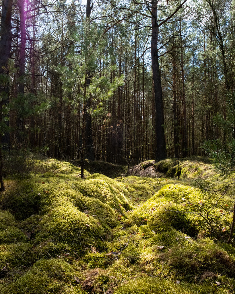 Viel Wald und Moos