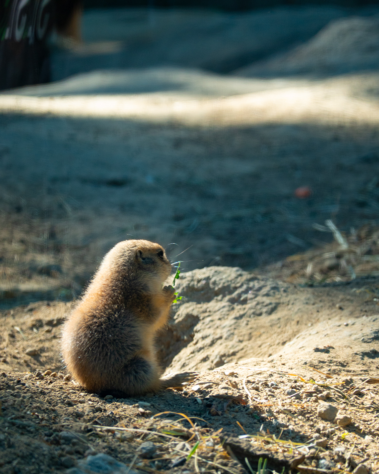 Hier im Tierpark