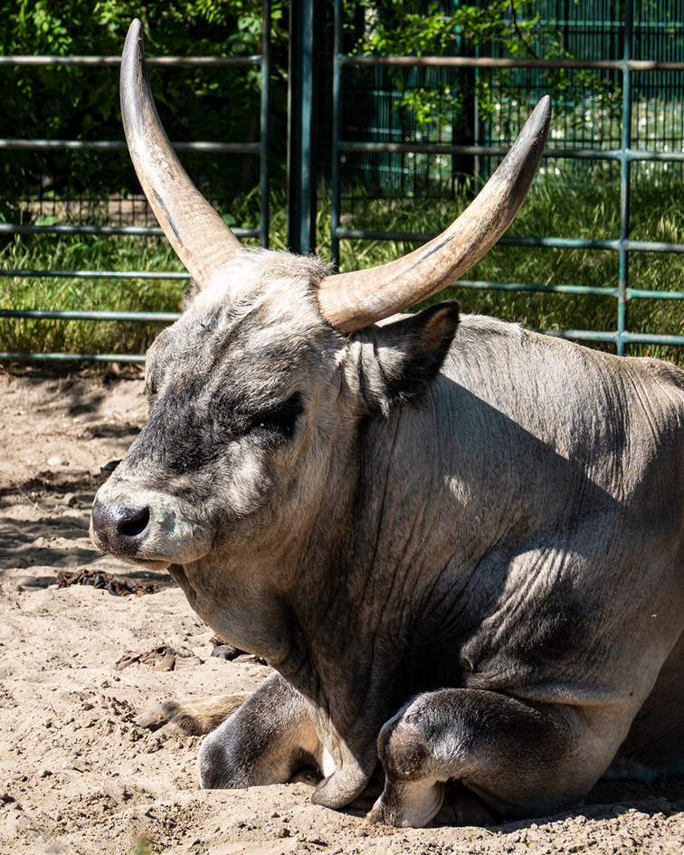 Großes Rind im Tierpark