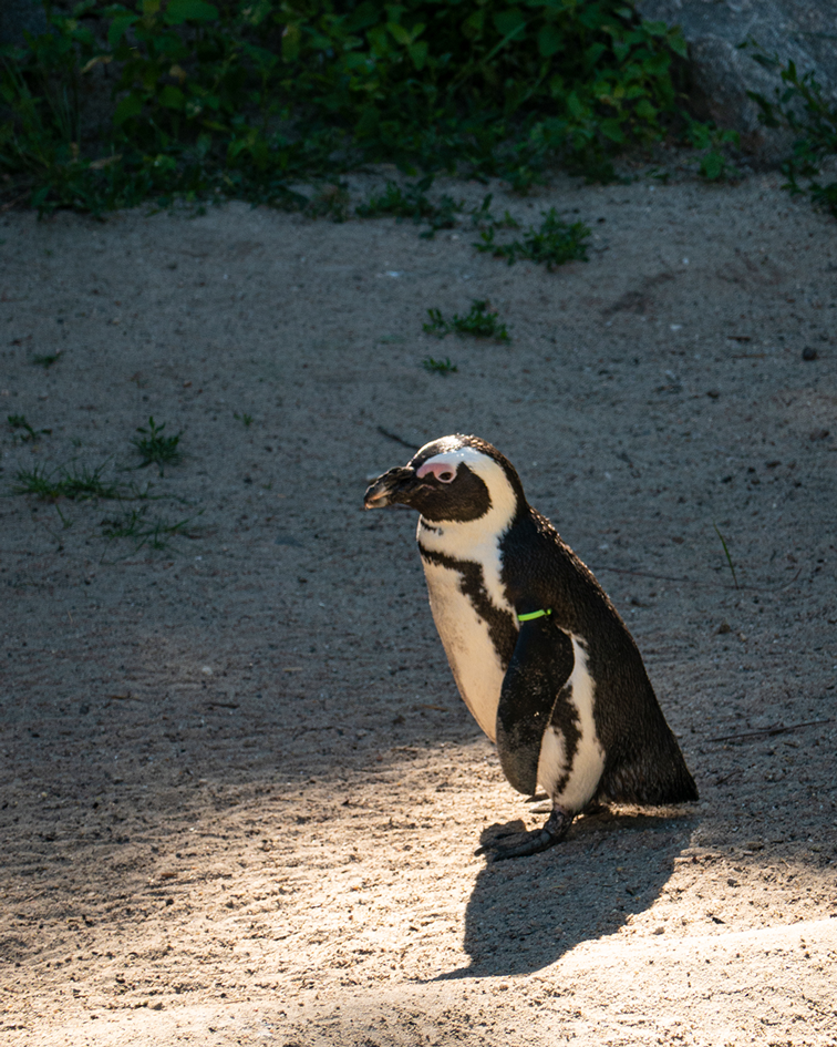 Ein watschelnder Pinguin