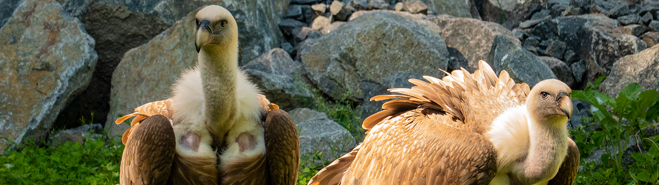 Geier im Tierpark