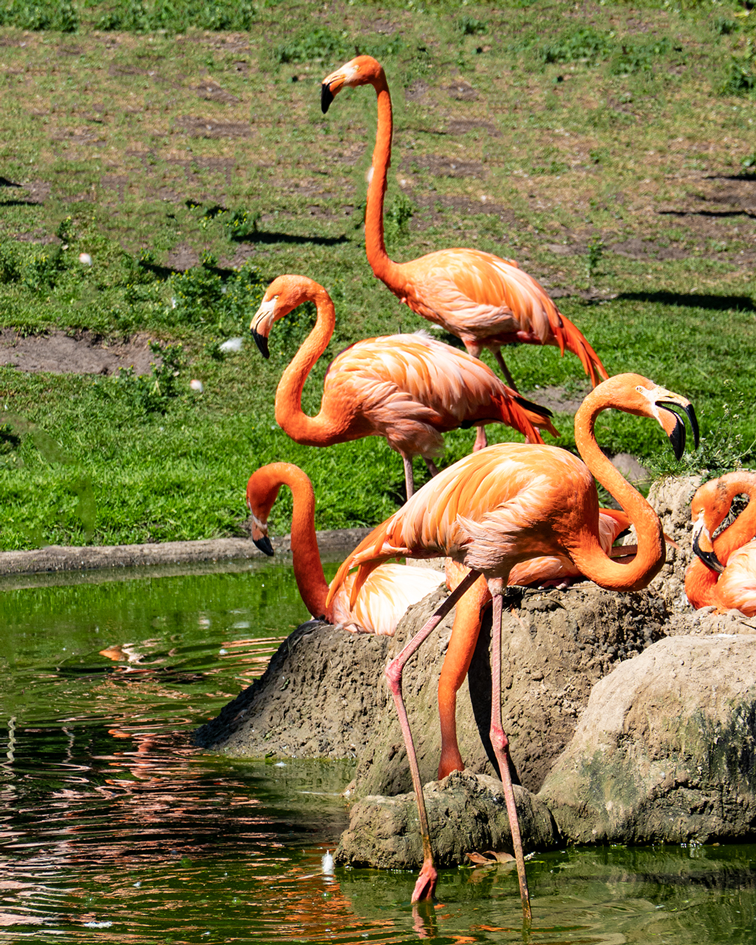 Flamingos