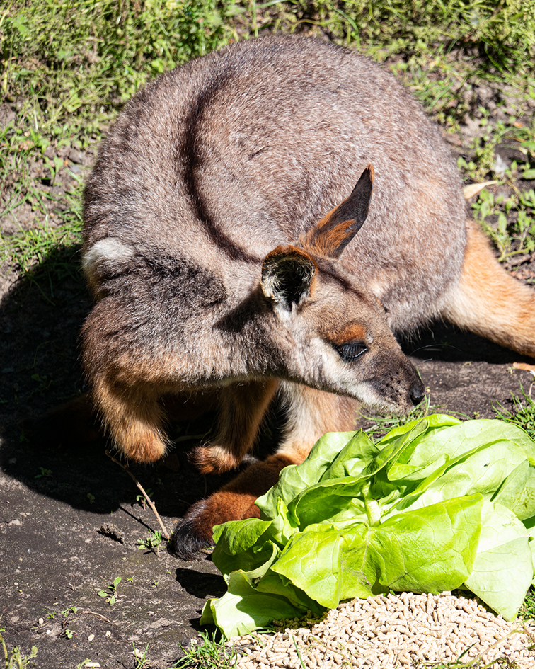 Ein Känguru im Salat