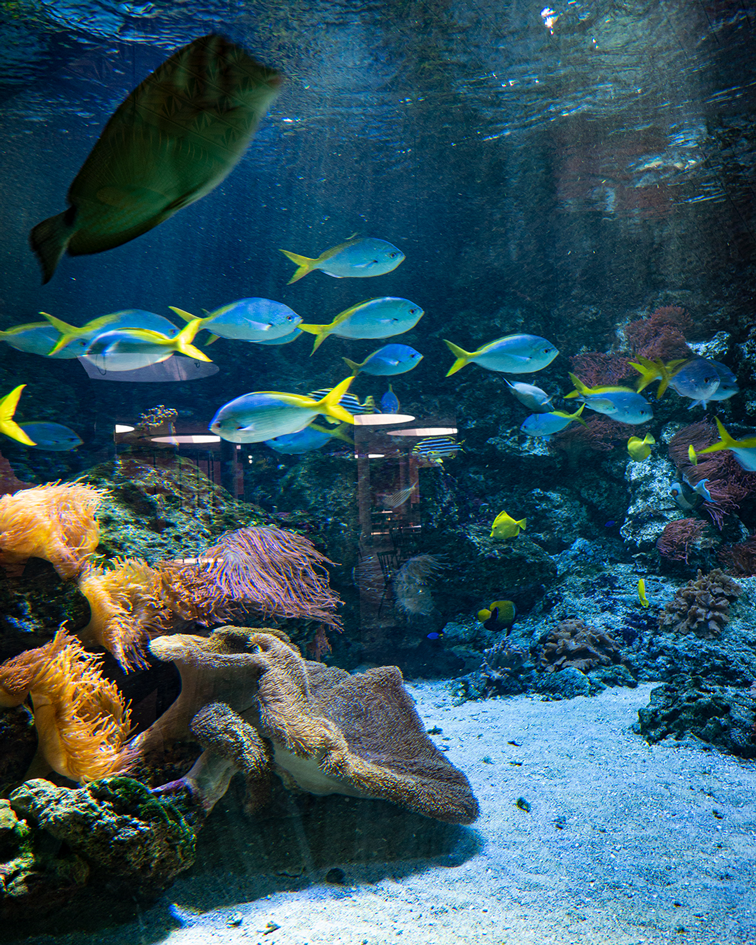 Aquarien im Tierpark